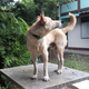 Illustration for article titled 39 *Scratchy Scratchy* Photos of Dogs